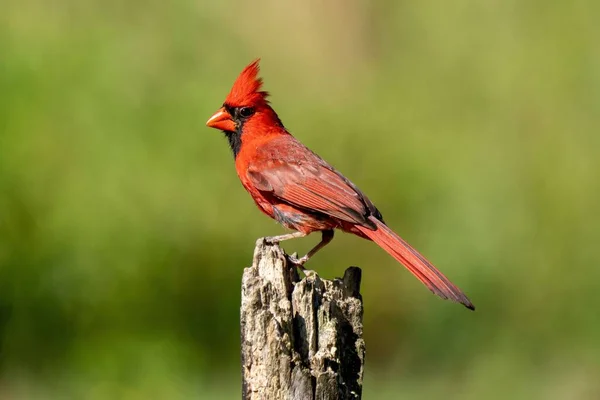 Closeup Northern Cardinal Cardinalis Cardinalis Perched Wood Blurred Background — Stock Photo, Image