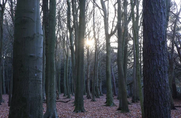 Низькокутний Вид Прекрасний Ліс Бірмінгемі Великобританія — стокове фото
