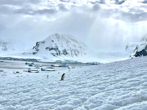 Gentoo Pingviner Pygoscelis Papua Promenader Den Snöiga Kusten Med Kulle — Stockfoto