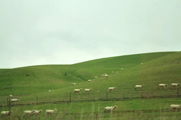 一群羊在田野里吃草的美丽镜头 — 图库照片