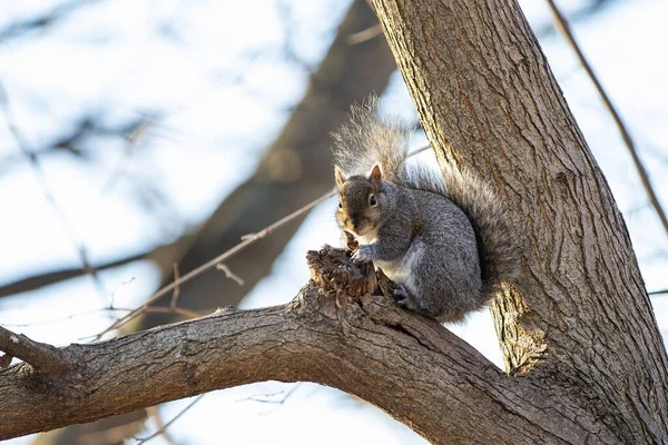 Zbliżenie Ślicznej Małej Wiewiórki Siedzącej Drzewie Lesie — Zdjęcie stockowe