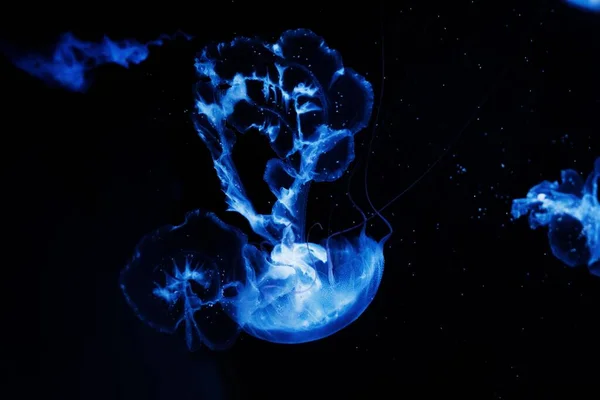 黒い背景の青いクラゲ — ストック写真