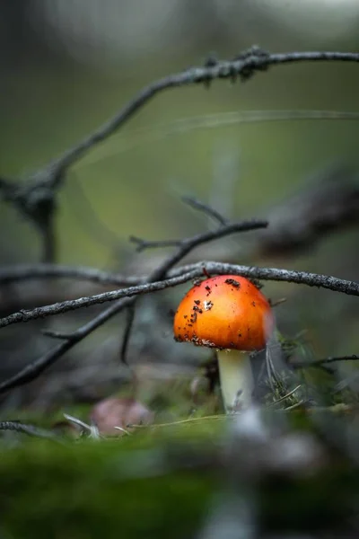 버섯을 — 스톡 사진