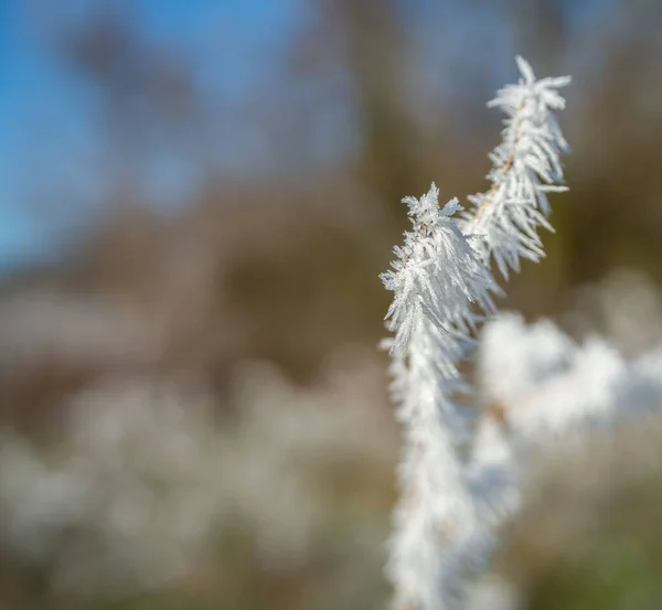 Detaillierte Nahaufnahme Von Eis Und Frost Winterlichen Wiesenpflanzen Wiltshire — Stockfoto