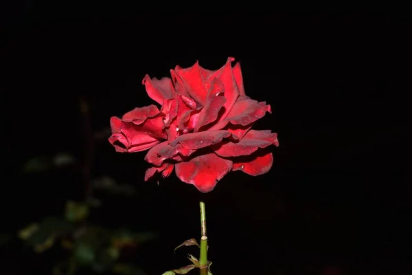 Rosa Vermelha Brilhante Fundo Escuro — Fotografia de Stock