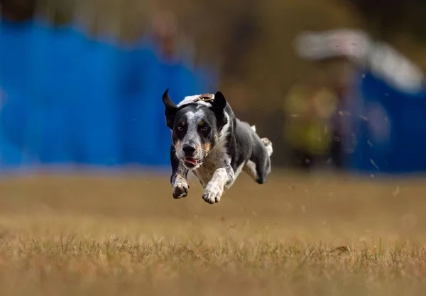 Foco Raso Cão Gado Australiano Raça Pura Correndo Campo Com — Fotografia de Stock