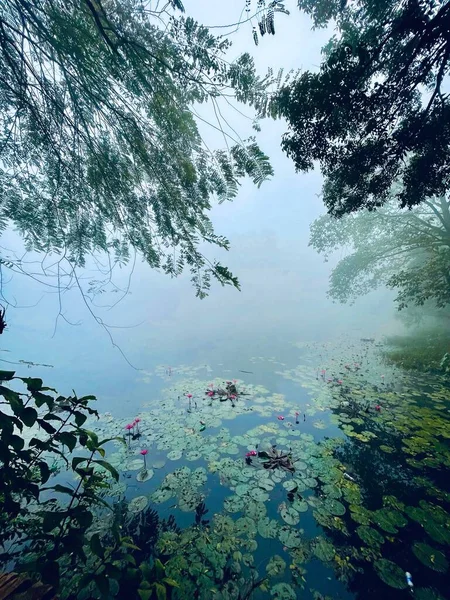 緑の蓮の葉を持つ霧の湖の垂直ショット — ストック写真