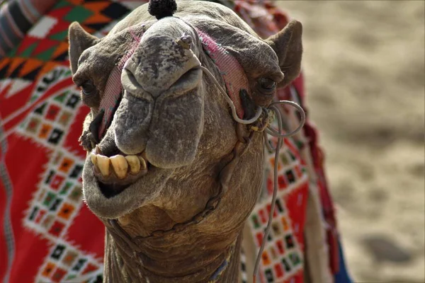 骆驼头在模糊的背景下咀嚼东西的特写镜头 — 图库照片