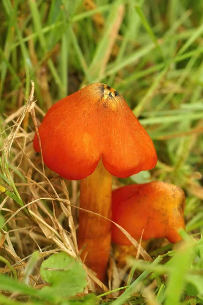 Vertikální Detailní Záběr Barevné Oranžové Čarodějnické Houby Hygrocybe Conica Vyhrabat — Stock fotografie