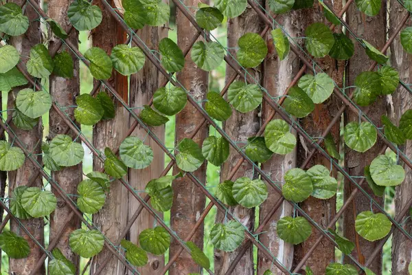 金属製の柵の前に緑の葉が掛けられた木製の柵 — ストック写真