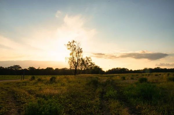 Malowniczy Widok Samotnego Drzewa Stojącego Samotnie Otwartym Polu Słońcem Tyłu — Zdjęcie stockowe