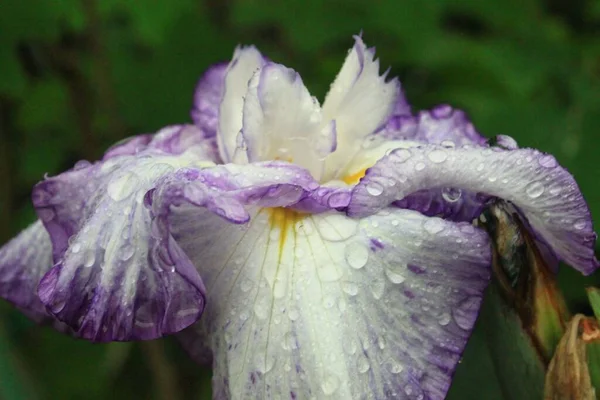 Zbliżenie Ujęcie Japońskiego Irysa Kwiat — Zdjęcie stockowe