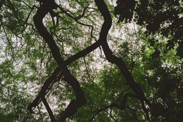 Прекрасний Вид Свіже Зелене Листя Гілках Лісі Під Час Сходу — стокове фото