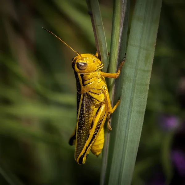 Una Macro Toma Grasshopper Verde Sobre Tallo Flor Verde Día — Foto de Stock