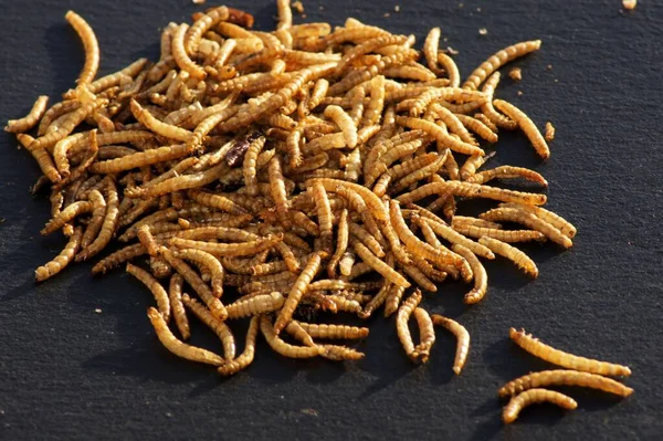 Closeup Shot Swarm Mealworms Placed Black Surface — Stock Photo, Image