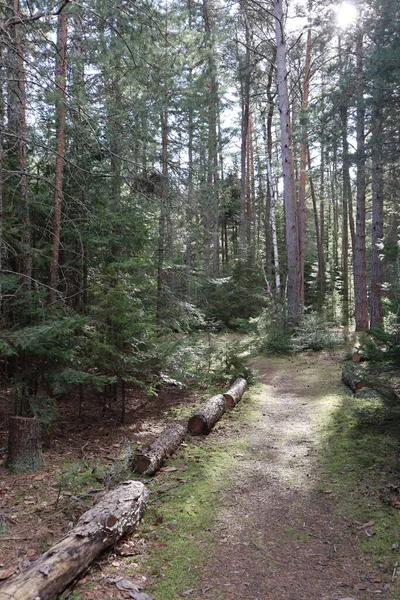 Ścieżka Lesie Latem — Zdjęcie stockowe