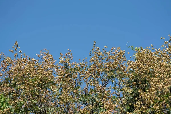 Bujný Strom Kvetoucí Proti Modré Obloze — Stock fotografie