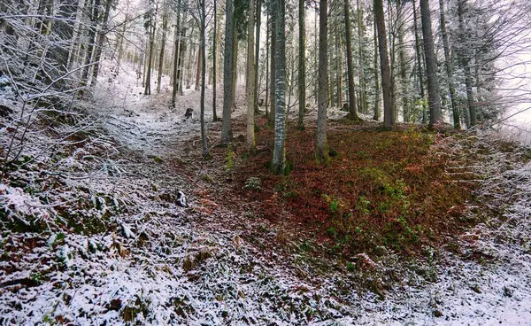 Soğuk Bir Kış Gününde Karla Kaplı Bir Orman — Stok fotoğraf
