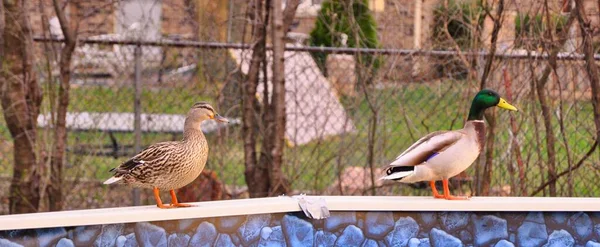Une Sélection Couple Canards Colverts Sur Mur Dans Parc — Photo