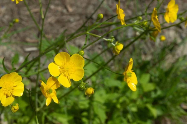 Μια Επιλεκτική Εστίαση Των Κίτρινων Ranunculus Επικίνδυνα Λουλούδια Έναν Κήπο — Φωτογραφία Αρχείου