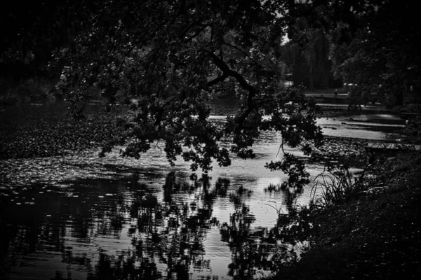 나무와 호수에 반사되어 그레이시 — 스톡 사진