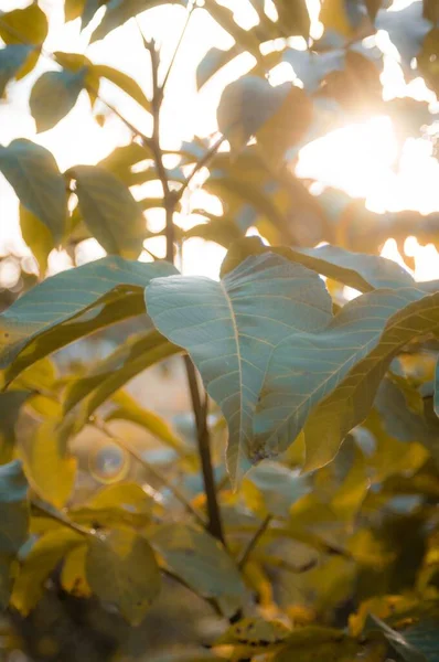 Вертикальный Снимок Захватывающего Вида Солнечного Света Сияющего Сквозь Зеленую Листву — стоковое фото