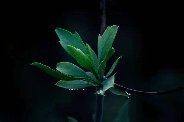Ένα Κοντινό Πλάνο Κάποιων Φυτών Ένα Σκοτεινό Και Κρύο Δάσος — Φωτογραφία Αρχείου