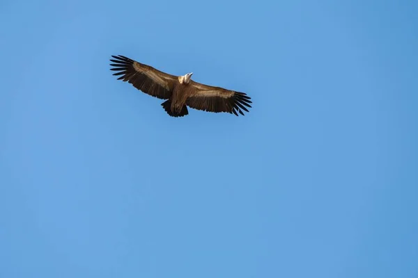 Uma Visão Baixo Ângulo Abutre Griffon Visto Voando Céu — Fotografia de Stock