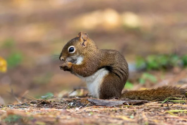 Tiro Perto Esquilo Vermelho Adorável Floresta — Fotografia de Stock