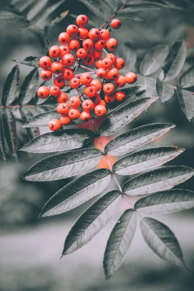 Nahaufnahme Einer Traube Roter Beeren Und Herbstlicher Blätter Den Bäumen — Stockfoto