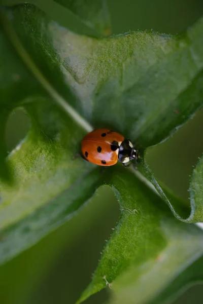 Ladybug Part Adandelion Leaf — Stock Photo, Image