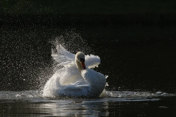 Крупный План Изящного Немого Лебедя Брызгающего Белыми Крыльями Озеру — стоковое фото