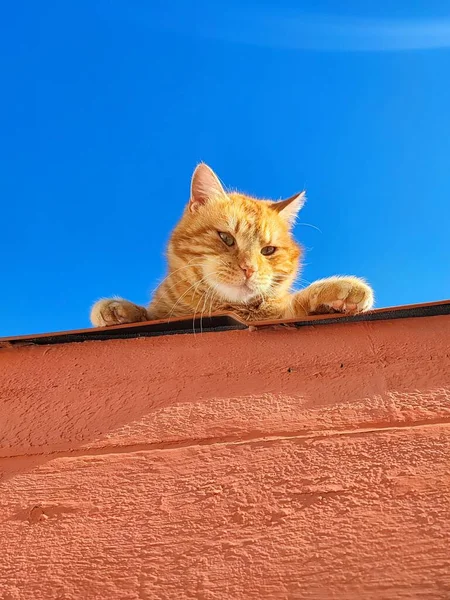 一只生姜猫躺在蓝天下的屋顶上的一张垂直的照片 — 图库照片