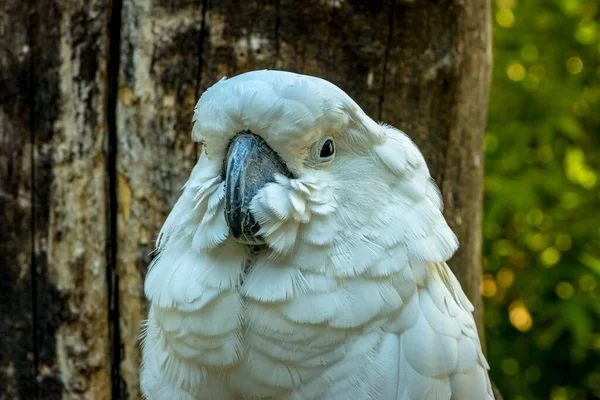 Zbliżenie Białej Papugi Kakadu Cacatua Alba Złapana Lesie — Zdjęcie stockowe