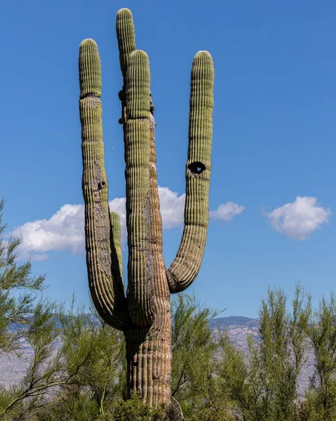 Güneşli Bir Günde Arizona Çölünde Güzel Bir Saguaro Kaktüsünün Dikey — Stok fotoğraf