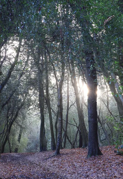 Birmingham Daki Sutton Parkında Büyüyen Ağaçların Dikey Görüntüsü Birleşik Krallık — Stok fotoğraf