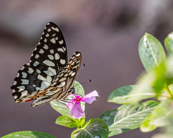 Großaufnahme Eines Limettenfalters Papilio Demoleus Mit Schönen Flügeln Der Auf — Stockfoto