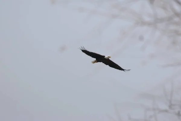 Águila Calva Haliaeetus Leucocephalus Durante Vuelo — Foto de Stock