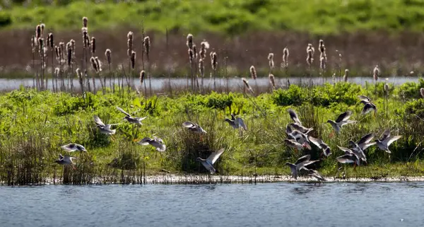 Grupa Ptaków Brodzących Wypływających Akwenu Wodnego Trzcinami Brzegowymi Tle — Zdjęcie stockowe