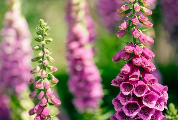 Eine Nahaufnahme Von Digitalis Ummauerten Blumengarten Von Rousham Gardens Oxfordshire — Stockfoto