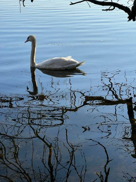 池の中の白鳥の垂直ショット — ストック写真