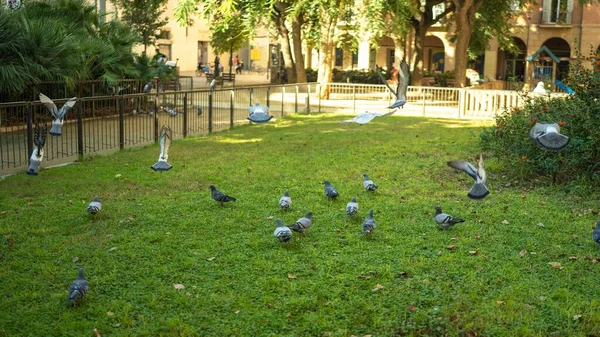 在阳光下的公园里 一只美丽的灰色鸽子栖息在绿草上 — 图库照片