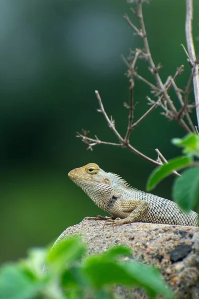 Vertical Shot Lizard Sitting Rock — Stock Photo, Image
