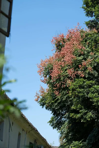 Вертикальный Снимок Зеленого Пышного Дерева Розовыми Цветами Фоне Голубого Неба — стоковое фото