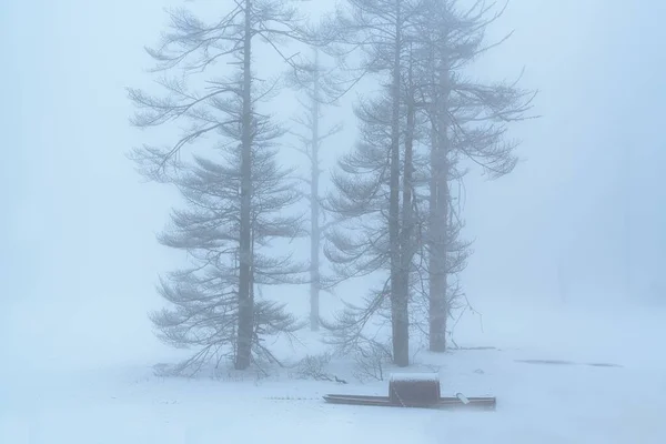 Magas Lombtalan Fák Egy Téli Parkban Ködfelhő Mögé Rejtőznek Egy — Stock Fotó