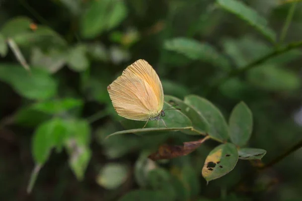Ένα Κοντινό Πλάνο Μιας Πορτοκαλί Πεταλούδας Ένα Πράσινο Φυλλώδες Κλαδί — Φωτογραφία Αρχείου