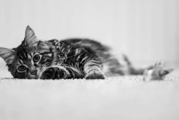 Ένα Μονόχρωμο Κοντινό Πλάνο Μιας Χαριτωμένης Γάτας Ξαπλωμένης Ένα Χαλί — Φωτογραφία Αρχείου