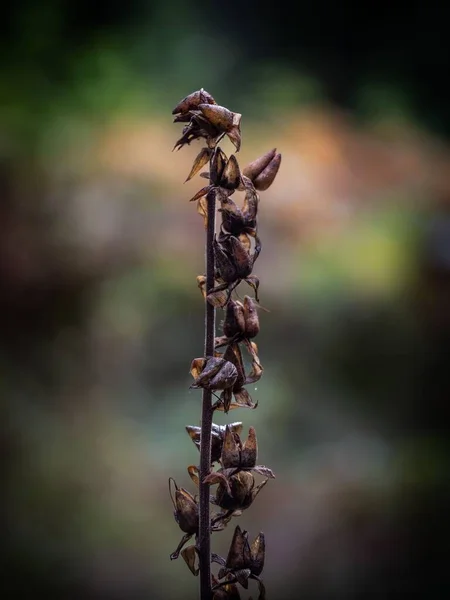 乾燥したEpipactis ヘレボリン植物茎および花芽の垂直選択的焦点 — ストック写真
