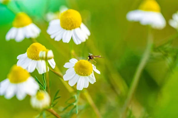 Zbliżenie Ujęcie Pszczoły Zbierającej Pyłek Rumianku Ogrodzie Rozmytym Tle — Zdjęcie stockowe