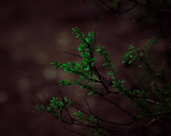 Ένα Κοντινό Πλάνο Κάποιων Φυτών Ένα Σκοτεινό Και Κρύο Δάσος — Φωτογραφία Αρχείου